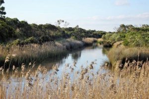 Councils renew support for Western Port Biosphere Reserve