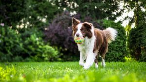 The Lost Dog’s Home records spike