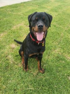 City of Casey named one of Victoria’s biggest pet lovers