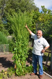 Silverbeet grows out of control