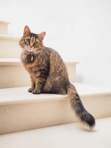 Abandoned feline numbers soar