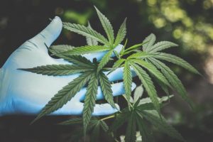 Cannabis seized in Clyde