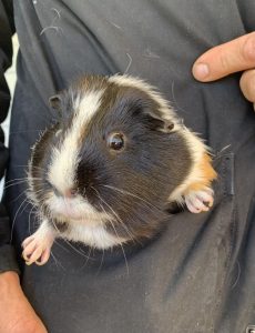 Proliferation of pocket pets at Lost Dogs’ Home