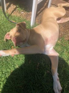Stolen staffies spark safety concerns