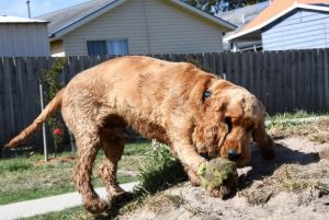 Vets, shelters to help return pets