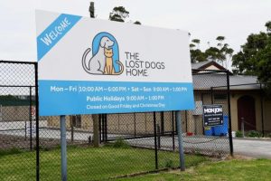 Big dog numbers at shelter soar