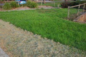 Forlorn lawns an “eyesore”
