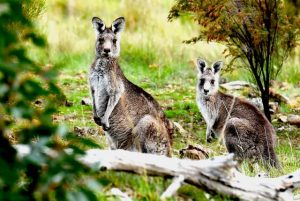 Risky ‘roos prompt reminder