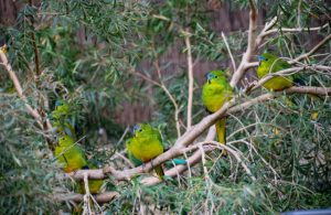 New orange-bellied parrots join record flock