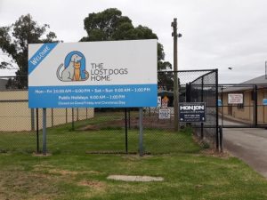 Foot and mouth presents ‘no cause for alarm’ for dogs and cats, says Lost Dogs’ Home