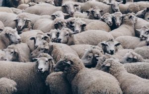 Issues in sheep health this season