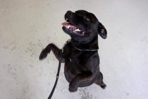 Adoption fees reduced as shelter hits capacity