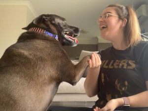 Foster carers needed for furry friends