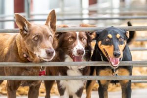 Berwick Show a success