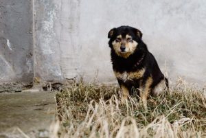 High number of animal welfare complaints
