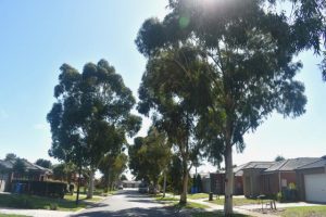 Tree saga continues
