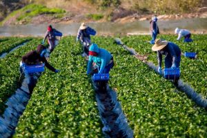 Company faces court over unlicensed labour