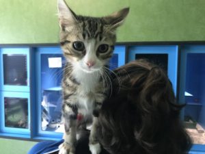 Shelters on prowl for pet foster carers before holidays