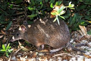 Habitat loss concern