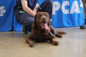 Free Healthy Pet Day for Cranbourne residents in need
