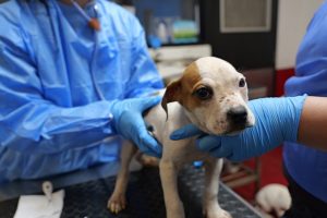 Cost of living hitting pets