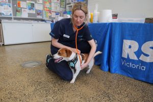 RSPCA Victoria offers low-cost pet vaccinations in Cranbourne