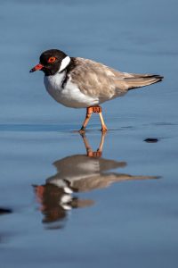 Hooded plovers need care for longer than just National Bird Week: Authorities