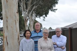 Gum tree nuisance