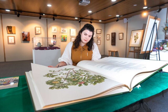 Banksia Festival blooms at Royal Botanic Gardens Cranbourne