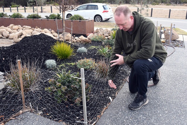 Junction Village residents battle rabbit plague in front yards