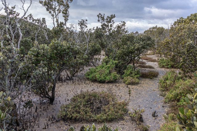 $900,000 new project to restore Western Port wetlands