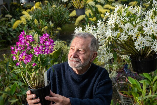 Orchid show on horizon