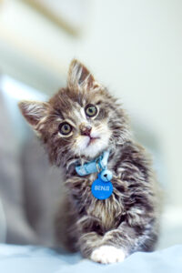 Heartbroken owner loses kitten despite heroic efforts to save him