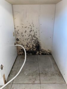 Tenant struggles with allergic reactions due to mould in rental property