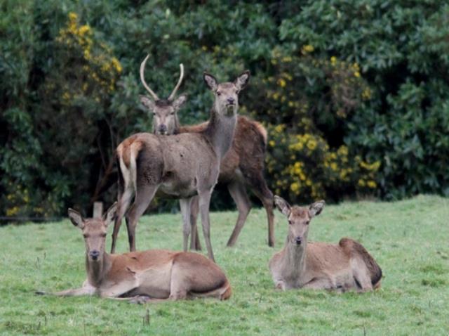 Deer control continues in Cardinia