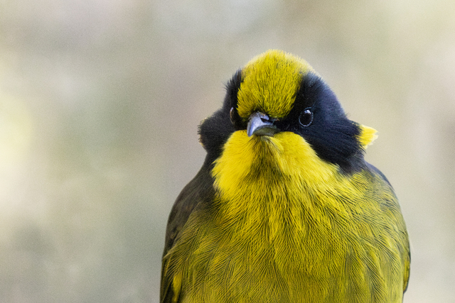 Helmeted Honeyeaters Return to Cardinia after 40 Years