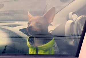 Summer warning: 200-plus callouts for kids, pets locked in cars