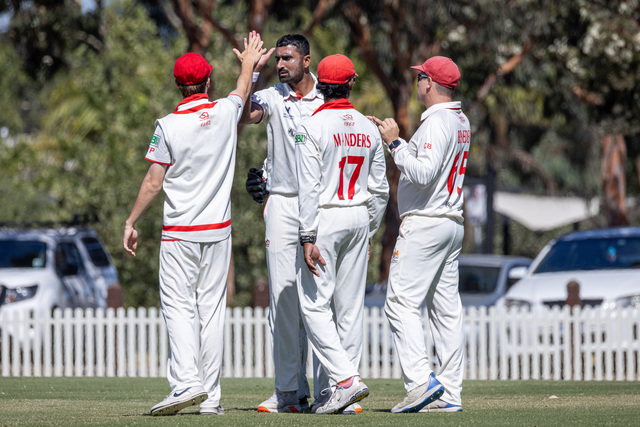 Swans in striking position