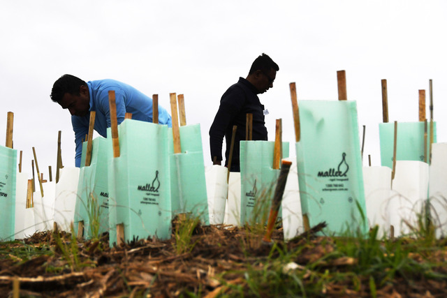 Letter-to-the-editor: Who will grow the trees?