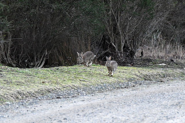 $80,000 for Casey-wide Pest Management Strategy